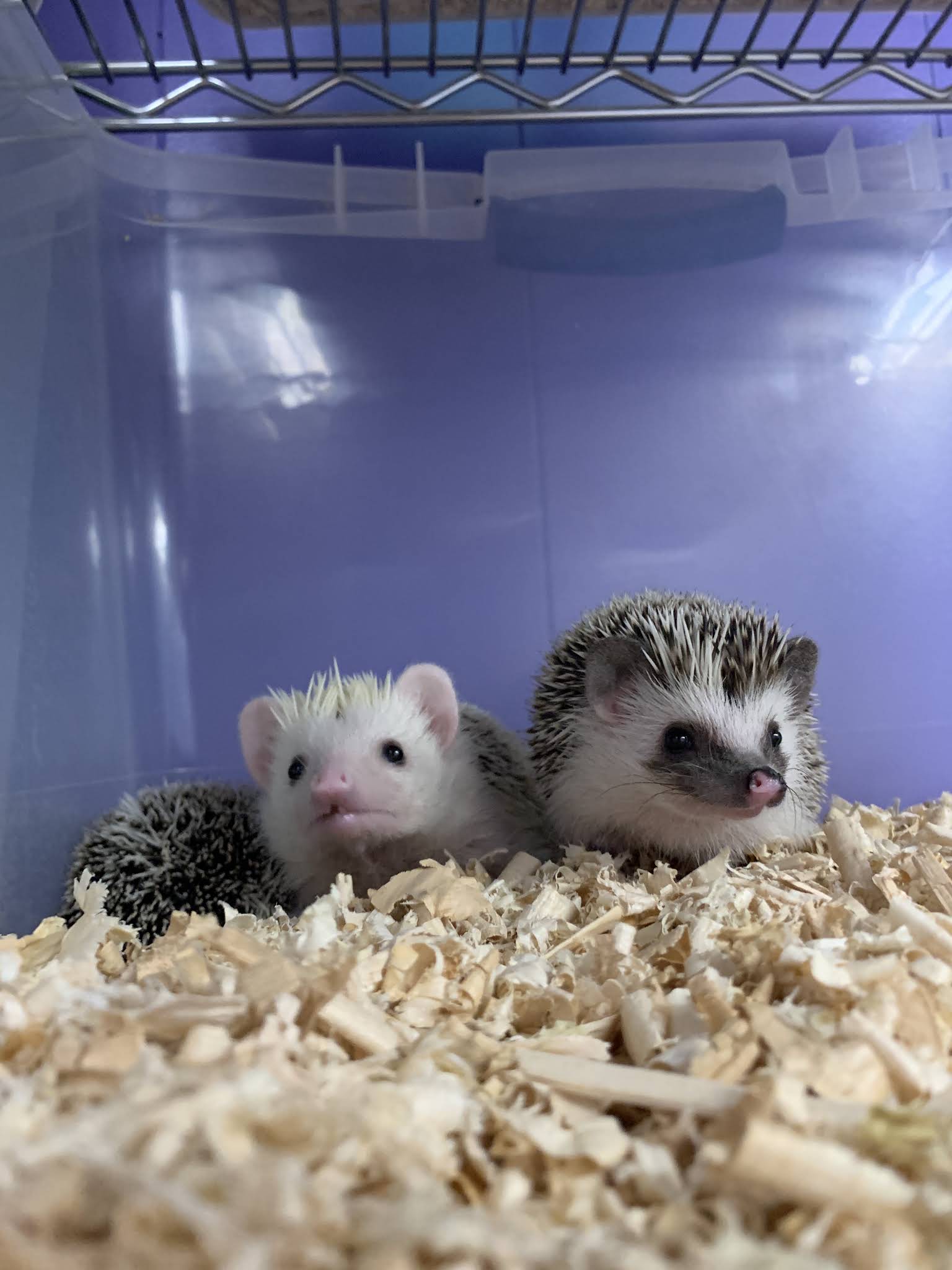 Black Lace Hedgehogs