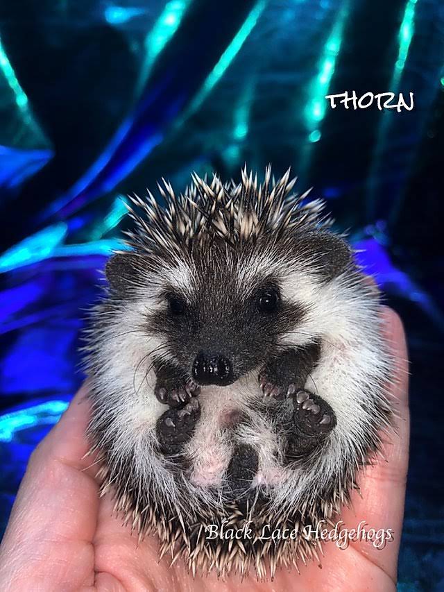 Black Lace Hedgehogs
