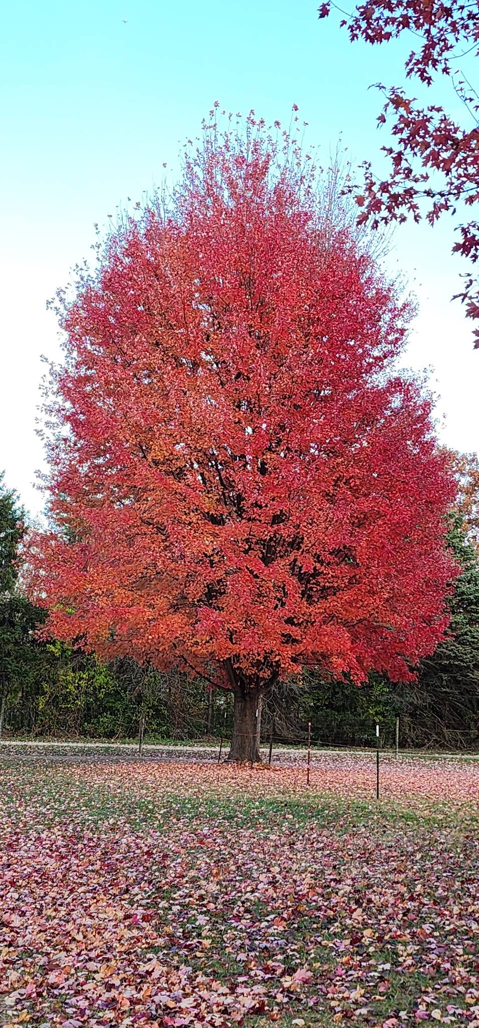 Edwards Apple Orchard