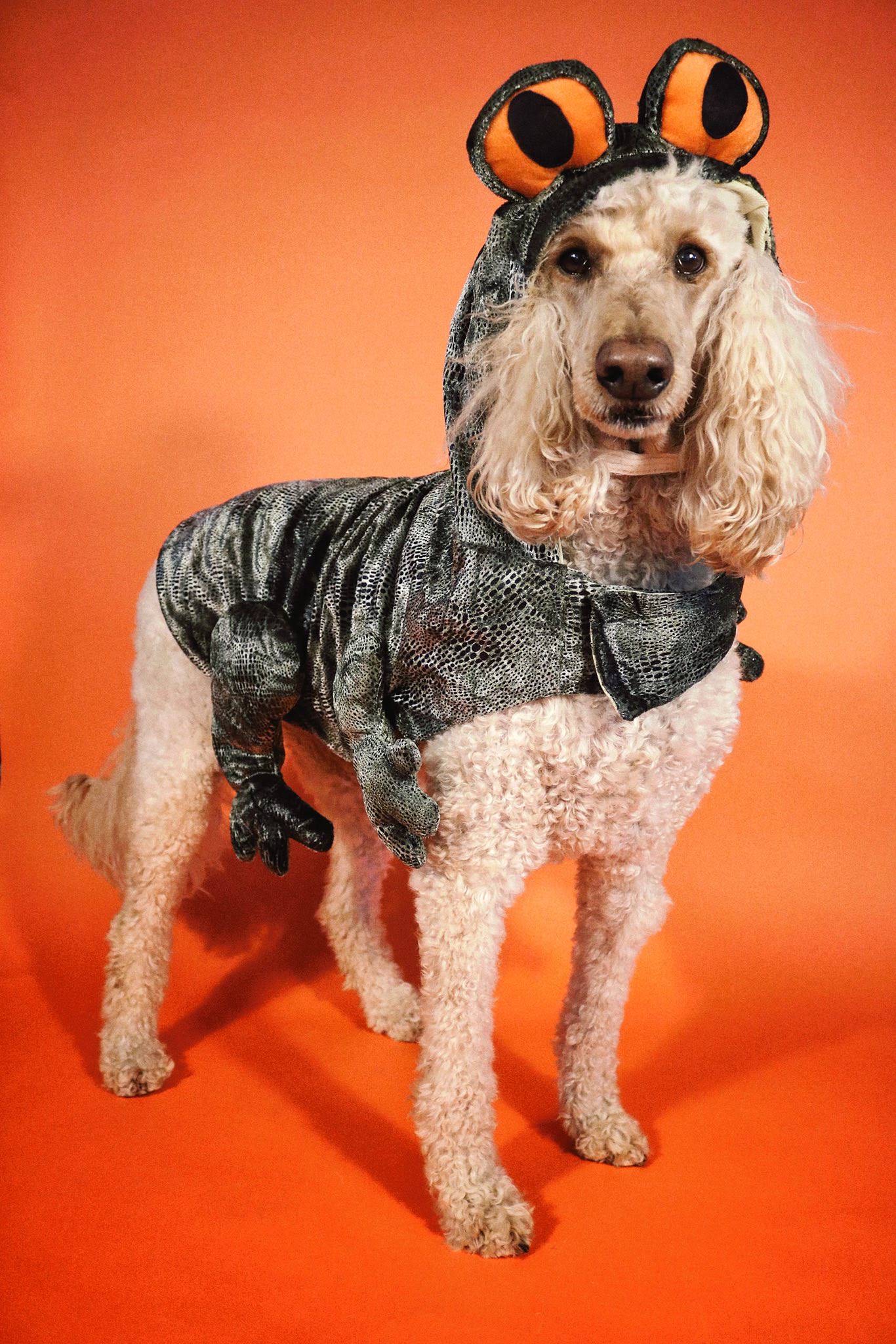 Meyer's Pet Care