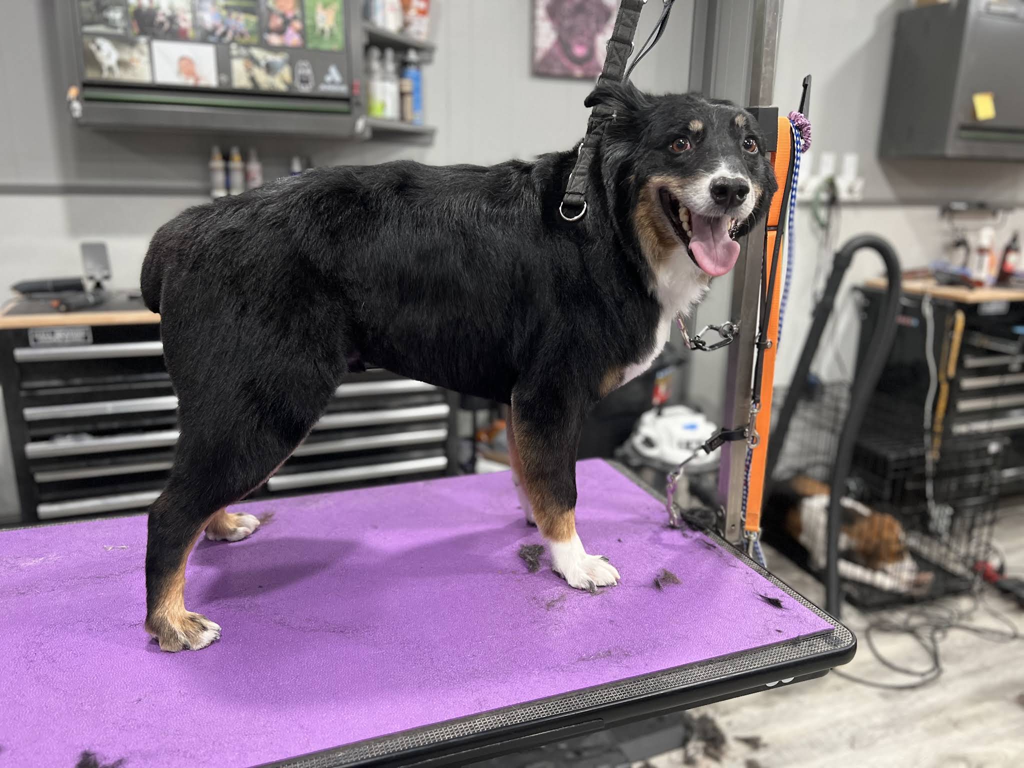 Paws on State Pet Salon