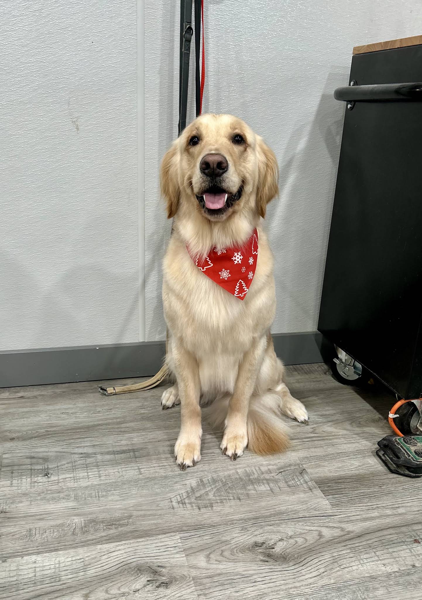 Paws on State Pet Salon