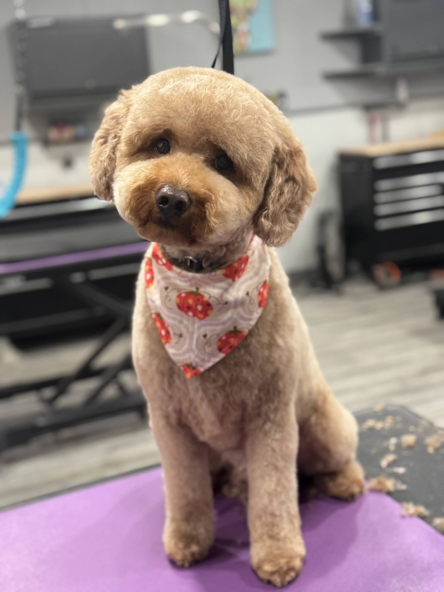 Paws on State Pet Salon