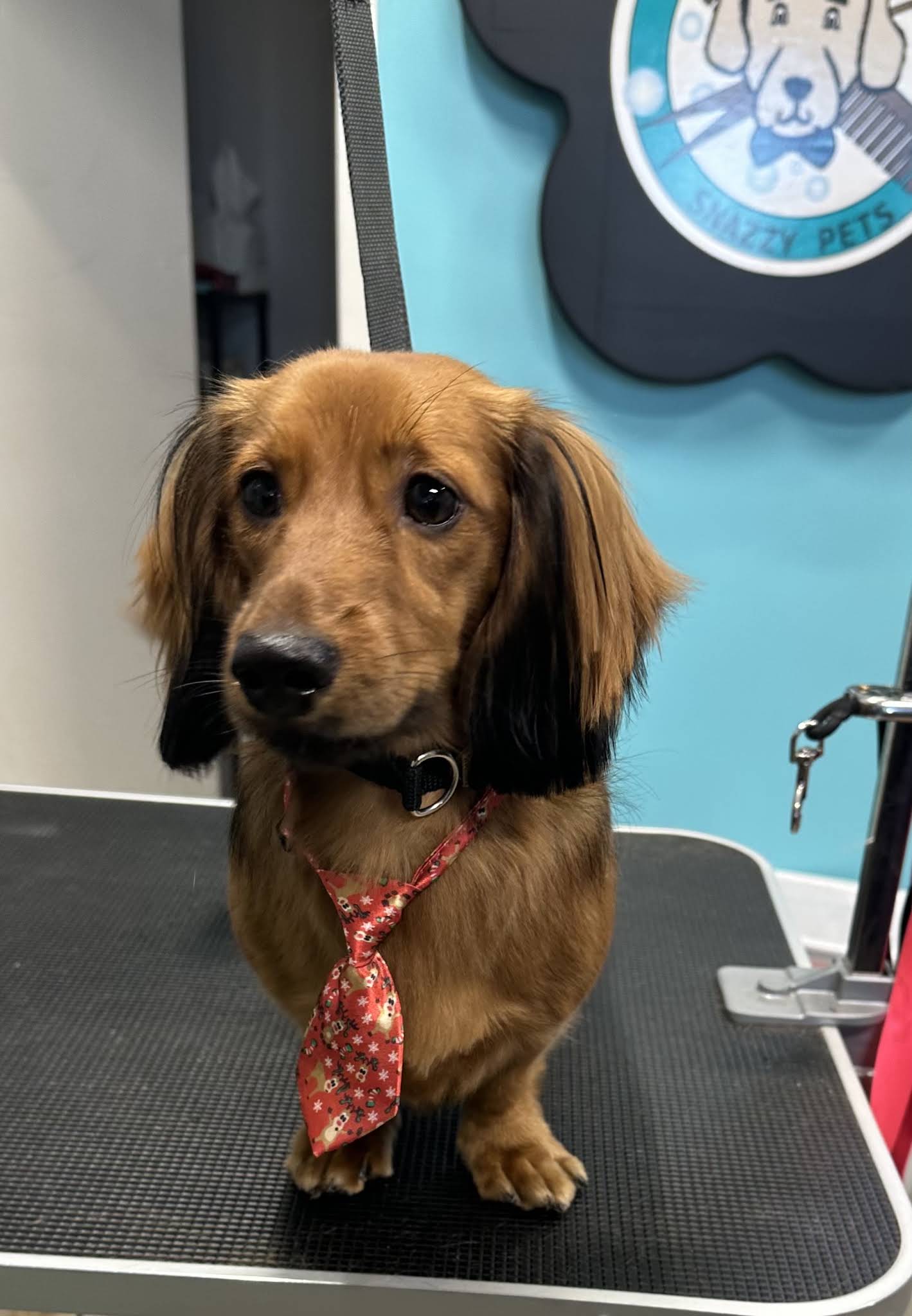 Snazzy Pets Grooming Belvidere