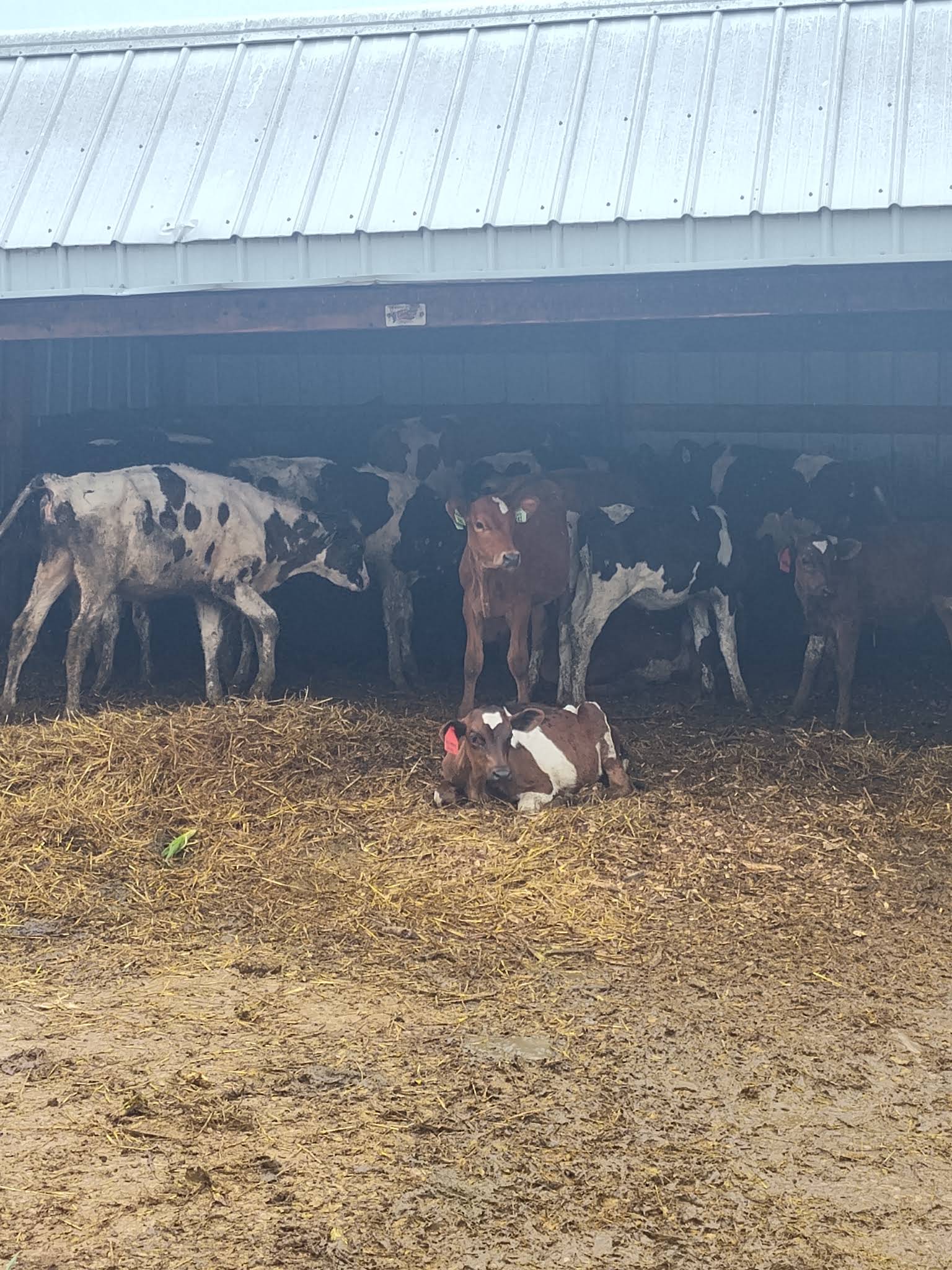 T-J's Farm Market
