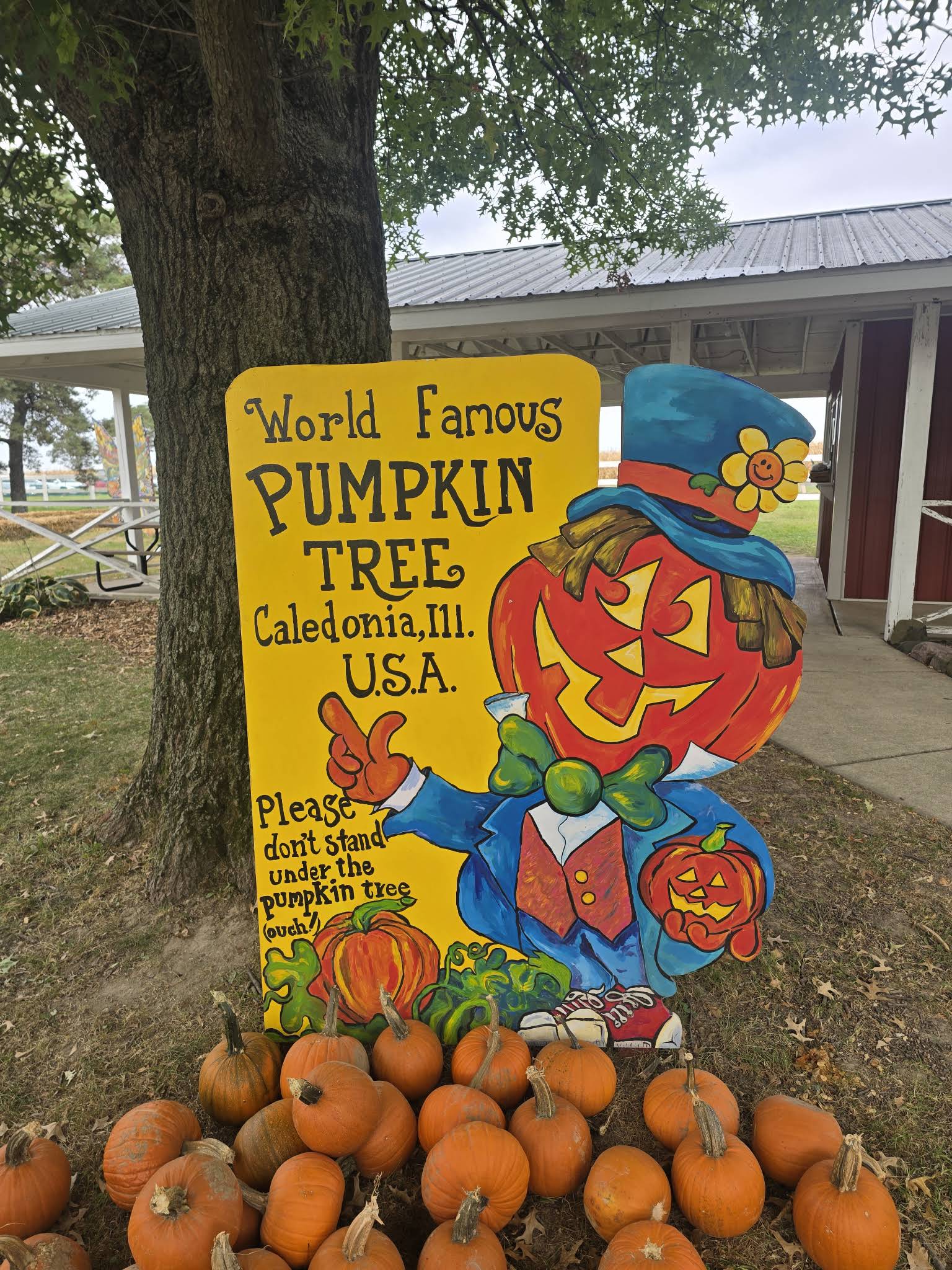 The Pumpkin Patch